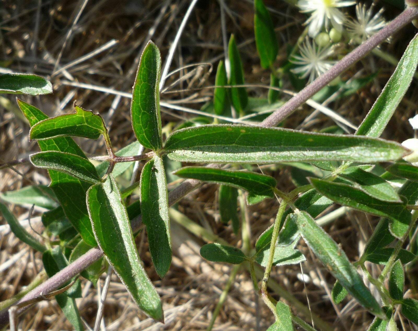 High Resolution Clematis ligusticifolia Leaf